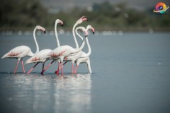 Wildlife-240