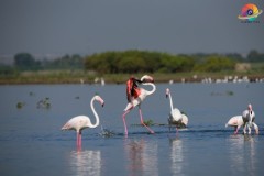 Wildlife-250