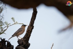 Wildlife-251