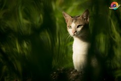 Wildlife-252