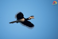 Wildlife-253