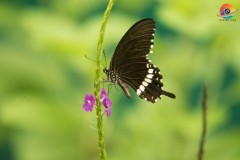 Wildlife-255