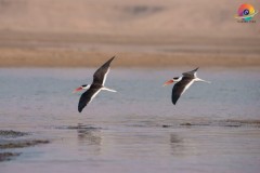 Wildlife-256