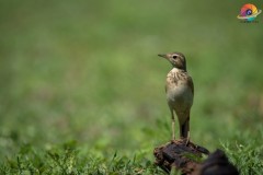 Wildlife-257