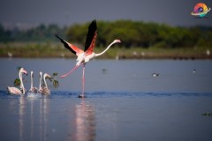 Wildlife-258
