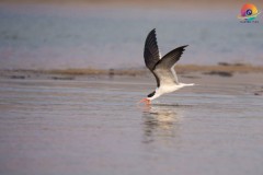 Wildlife-259