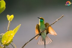 Wildlife-260
