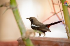 Wildlife-261