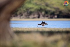 Wildlife-262