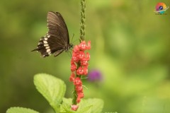 Wildlife-263