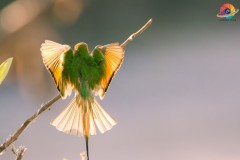 Wildlife-264