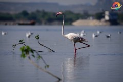 Wildlife-266