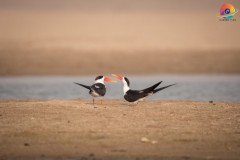 Wildlife-267