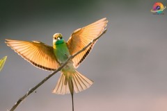 Wildlife-268