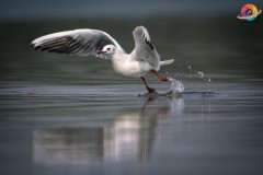 Wildlife-269