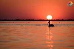 Wildlife-270