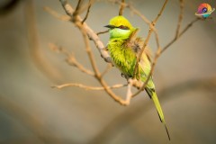Wildlife-271