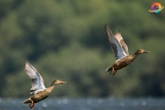 Wildlife-272