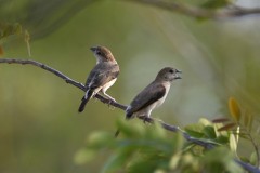 Wildlife-274