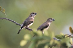 Wildlife-275