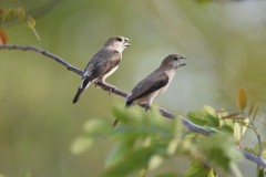 Wildlife-276