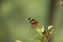 Wildlife-277