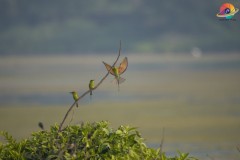 Wildlife-278