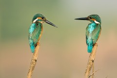Wildlife-279