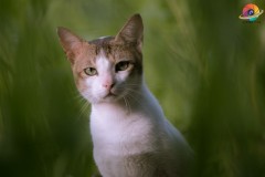 Wildlife-280