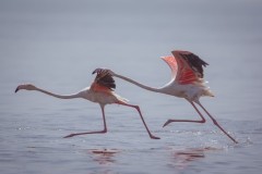 Wildlife-281