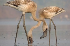 Wildlife-282