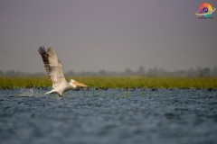 Wildlife-283