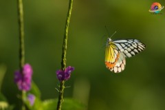Wildlife-284