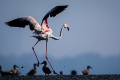 Wildlife-285