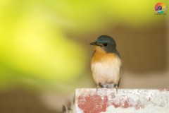 Wildlife-286