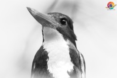 Wildlife-287