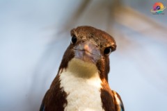 Wildlife-288