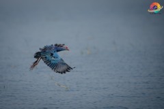 Wildlife-289