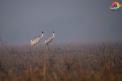 Wildlife-290