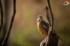 Wildlife-291