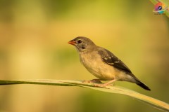 Wildlife-292