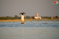 Wildlife-293