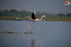Wildlife-294