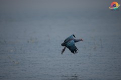 Wildlife-295