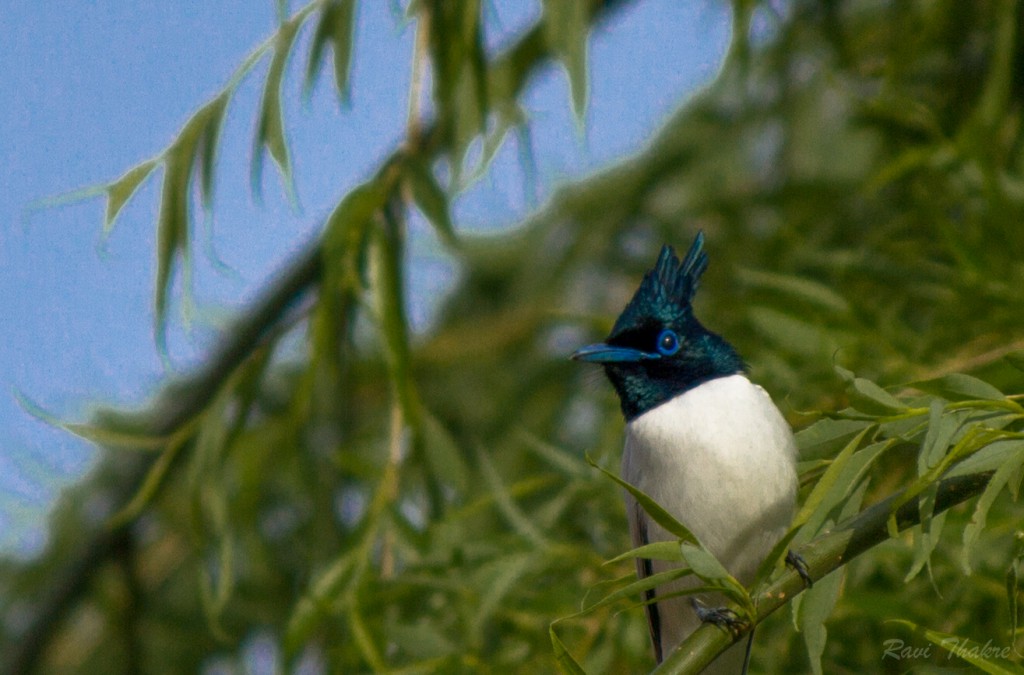 Photography for a Cause Masterpics.in Photographer in Thane