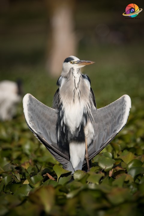 Photographer Near Me - Masterpics.in