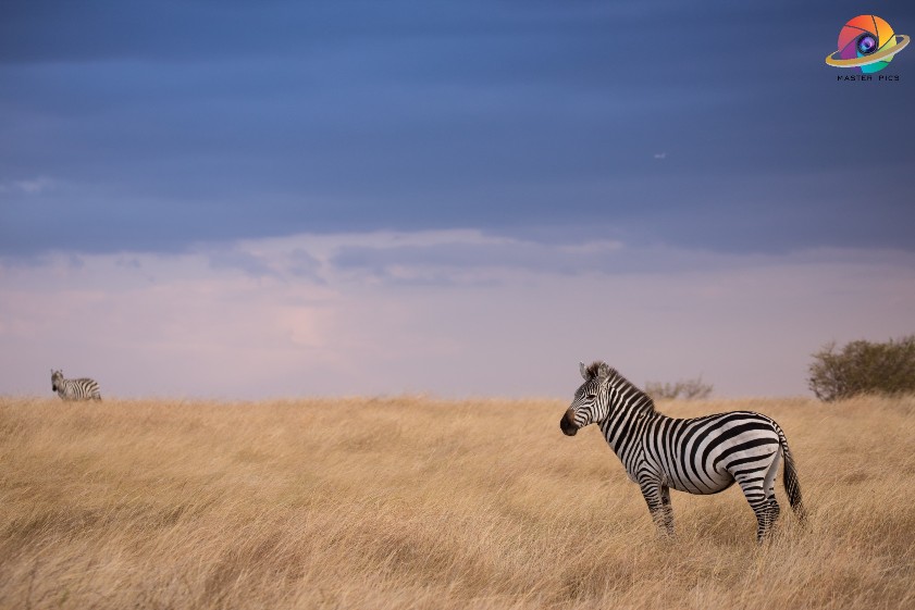 Photography tour of Masai Mara, Kenya - Masterpics.in